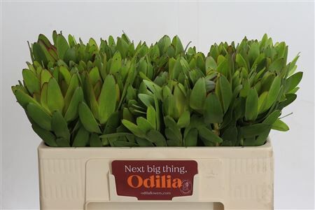 Leucadendron Goldstrike