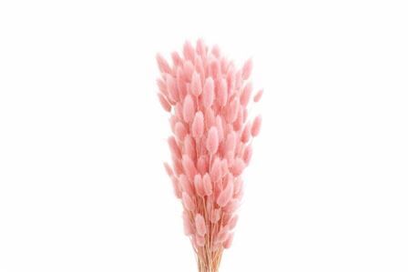 Dried Lagurus X5 Bl Light Pink Bunch