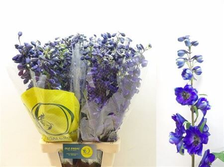 Delph En Black Knigh