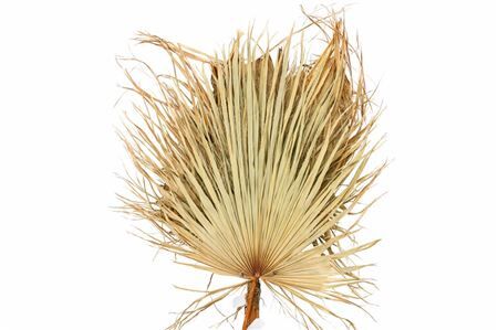 Dried Leaf Washington Super P Stem