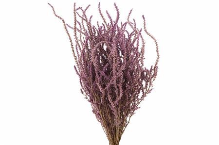 Dried Limonium Suworowii Naturel Per Bos