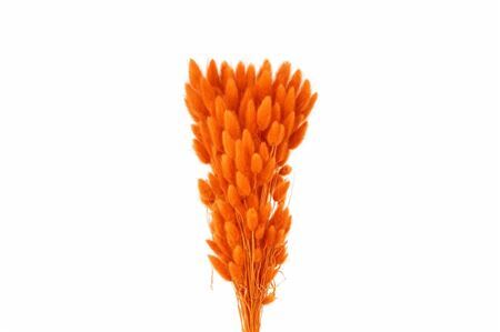 Dried Lagurus X5 Bl Orange Bunch