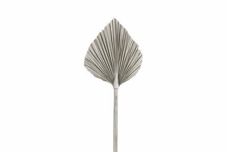 Dried Palm King Spear Xl W45 Frosted