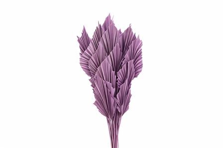 Dried Palm Spear 10pc Milka Bunch