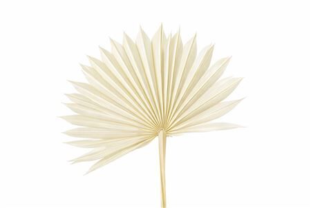 Dried Palm Sun 6pc Bleached Bunch