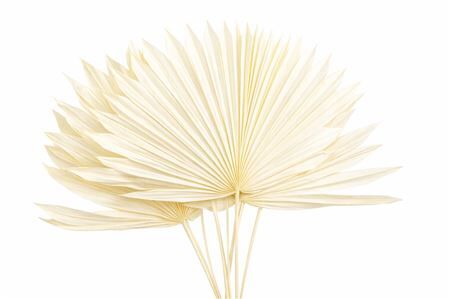 Dried Palm Sun 6pc Bleached Bunch