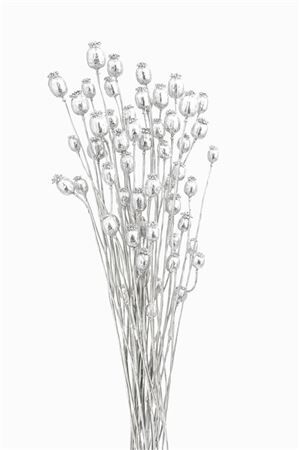Dried Papaver Silver Bunch