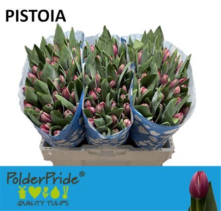 Tu En Pistoia