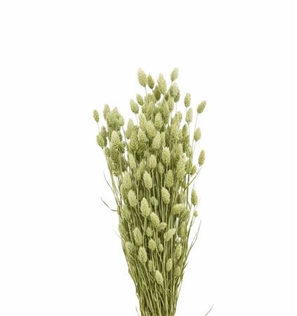 Dried Phalaris Naturel Bunch