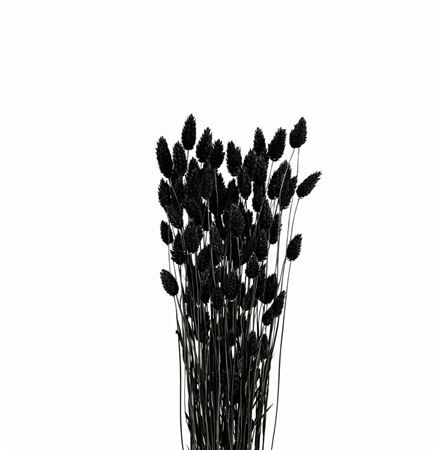 Dried Phalaris Black Bunch