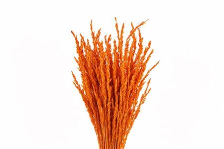 Dried Rice Oryza Orange Bunch