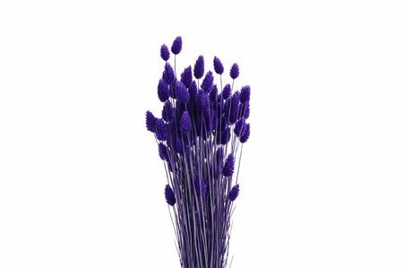 Dried Phalaris X5 Purple Bunch