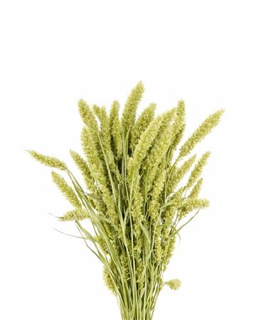 Dried Setaria Natural X5 Bunch