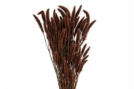 Dried Setaria X5 Brown Bunch