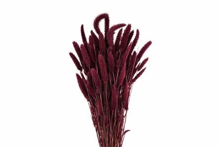 Dried Setaria X5 Bordeaux Bunch