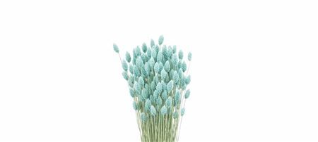 Dried Phalaris X5 Frosted Licht Blauw Bunch
