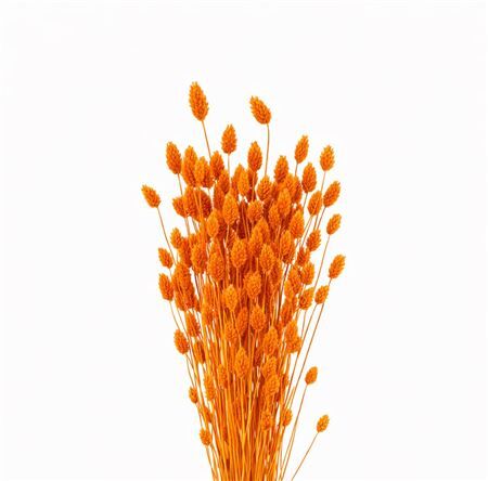 Dried Phalaris X5 Orange Bunch