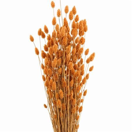 Dried Phalaris X5 Frosted Salmon Bunch