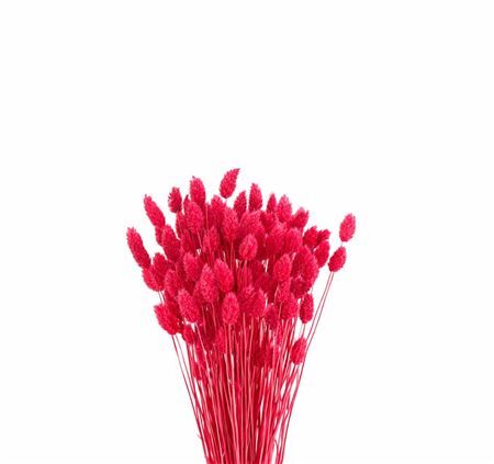 Dried Phalaris X5 Cerise Bunch