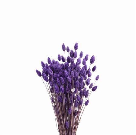 Dried Phalaris X5 Frosted Milka Bunch