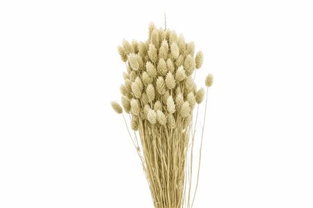 Dried Phalaris X5 Frosted White Bunch