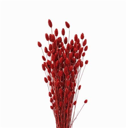 Dried Phalaris Red Bunch