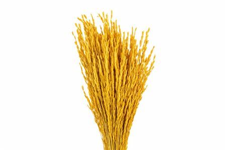 Dried Rice Oryza Yellow Bunch