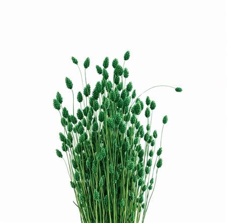 Dried Phalaris X5 Dark Green Bunch