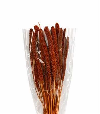 Dried Setaria Italica Brown Bunch