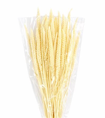 Dried Setaria Italica Bleached Bunch