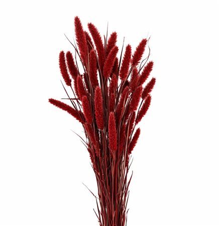 Dried Setaria X5 Red Bunch