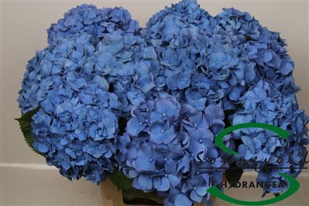 Hydr M Pimpernel