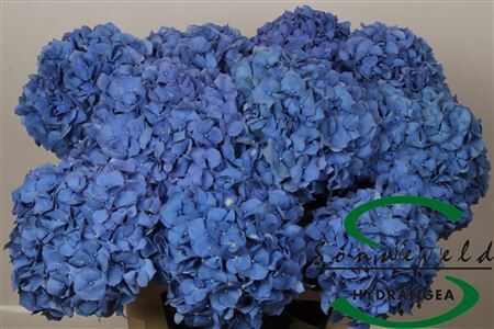 Hydr M Pimpernel
