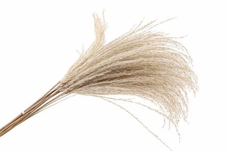 Dried Stipa Feather Natural 10pcs Bunch