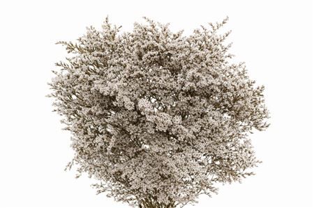 Dried Statice Tatarica Natural Pkg