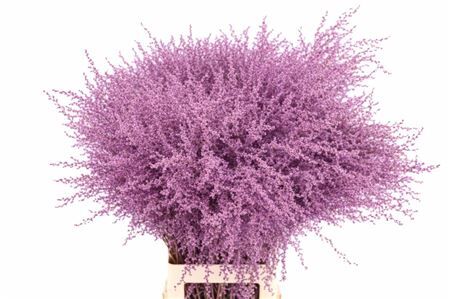 Dried Stipa Feather Milka P Stem