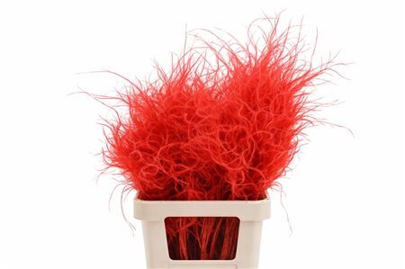 Dried Stypha Penata Red (10 Toef) Bunch