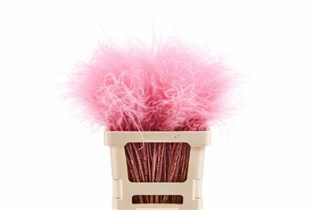 Dried Stypha Penata Light Pink (10 Toef) Bunch