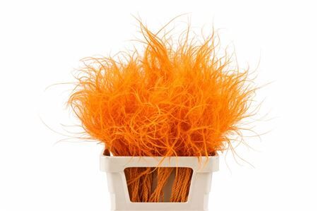 Dried Stypha Penata Orange(10 Toef) Bunch