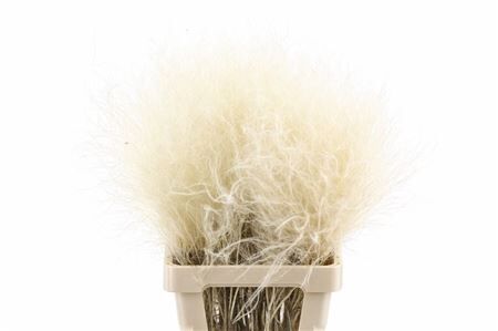 Dried Stypha Penata Natural(10 Toef) Bunch