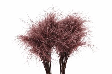 Dried Stypha Penata Brown(10 Toef) Bunch