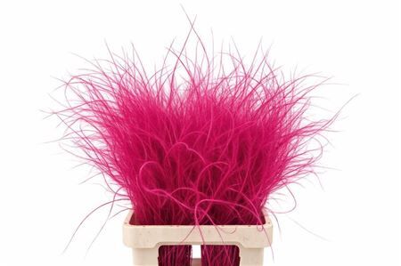 Dried Stypha Penata Cerise(10 Toef) Bunch