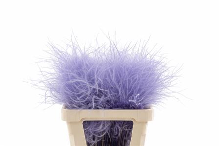 Dried Stypha Penata Lavender(10 Toef) Bunch