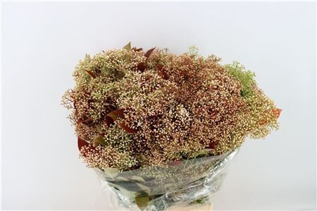 Photinia Blooming P Bunch