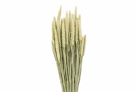 Dried Triticum (tarwe) Natural X5 Bunch