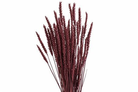 Dried Triticum X5 Bordeaux Bunch