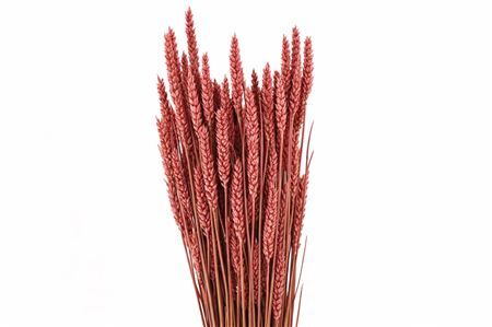 Dried Triticum X5 Red Bunch