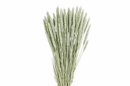 Dried Triticum Frosted Light Blue Bunch