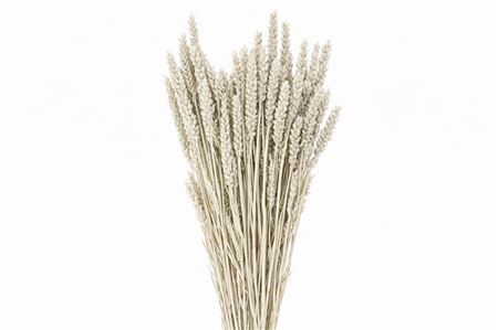 Dried Triticum X5 Platina Bunch