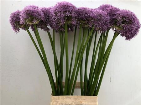 Allium Pinball Wizar